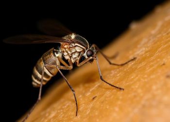 Demam dan Menggigil Bisa Jadi Gejala Malaria Kenali Tanda Lainnya